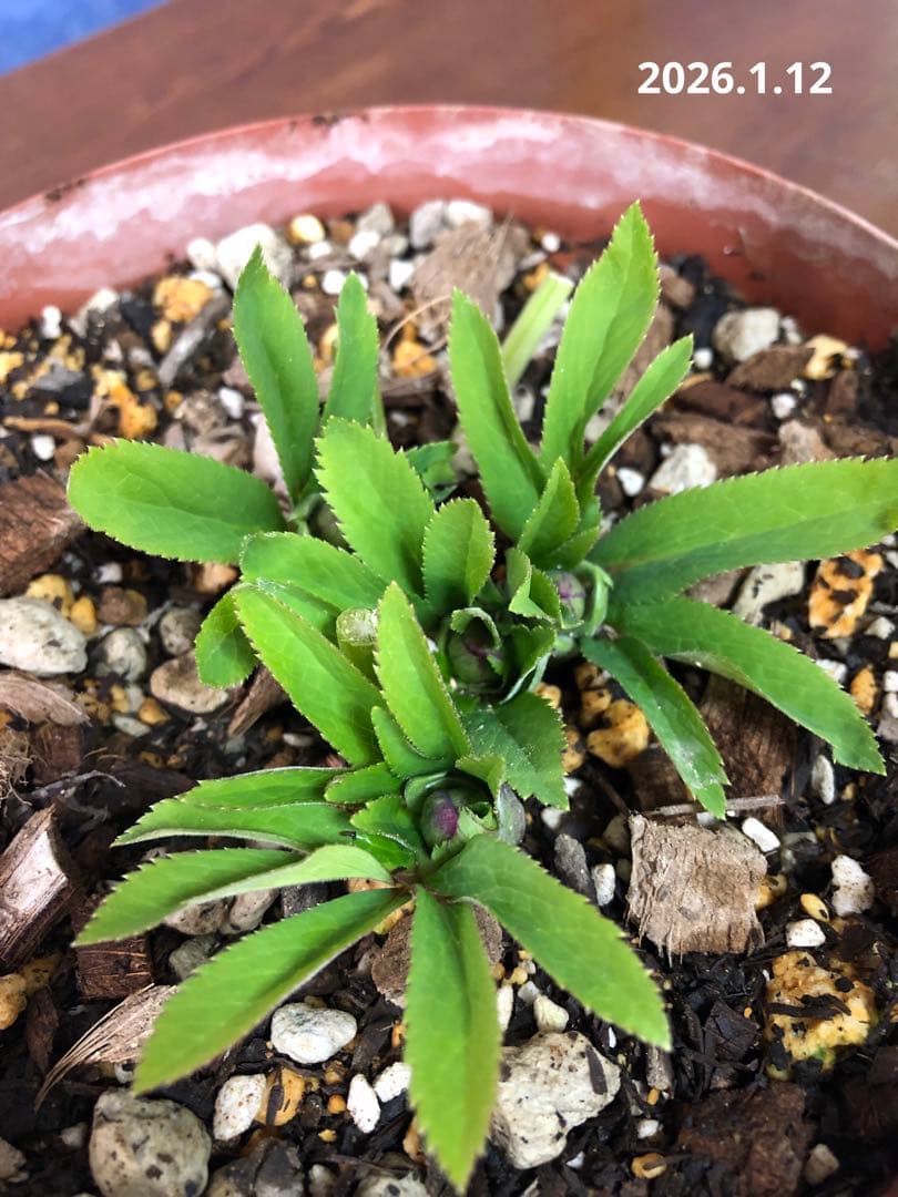 クリスマスローズ　原種　クロアチクス②