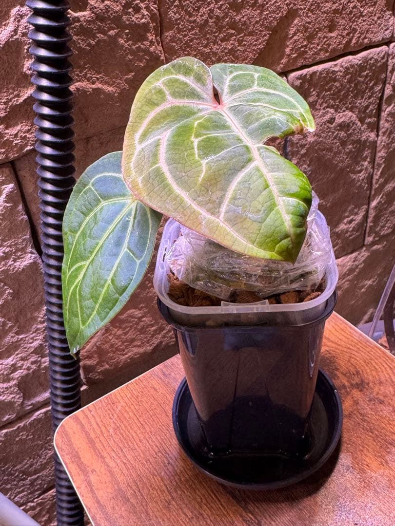 アンスリウム　RC(NSE) × RVDP