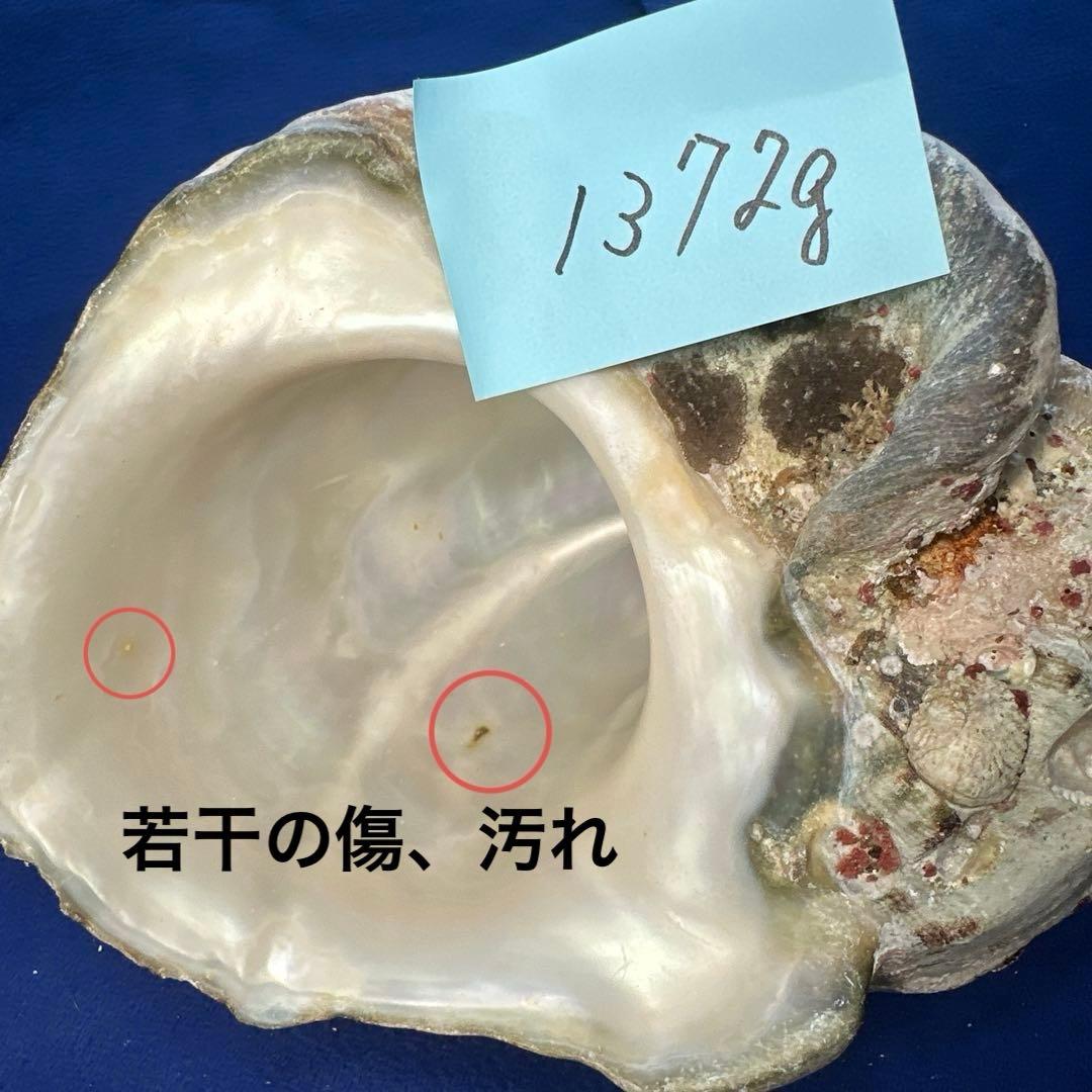 夜光貝　ヤコウ貝　まとめ売り　12個　15kg アクセサリー　ルアー