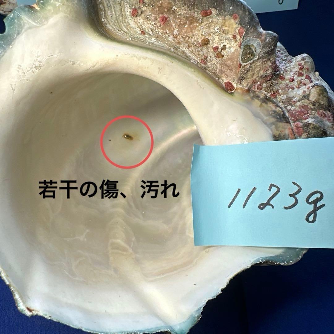 夜光貝　ヤコウ貝　まとめ売り　12個　15kg アクセサリー　ルアー