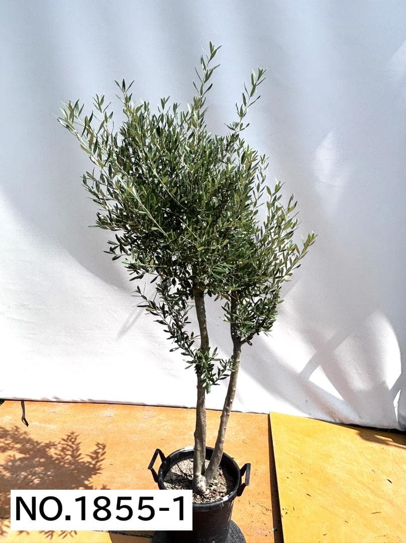 オリーブの木　シプレシーノ　約190cm　NO.1855　大型　現品掲載　古木