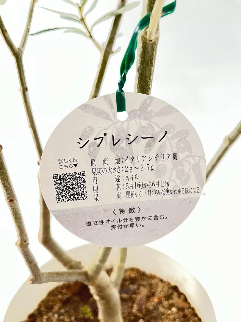 オリーブの木　シプレシーノ　約190cm　NO.1855　大型　現品掲載　古木