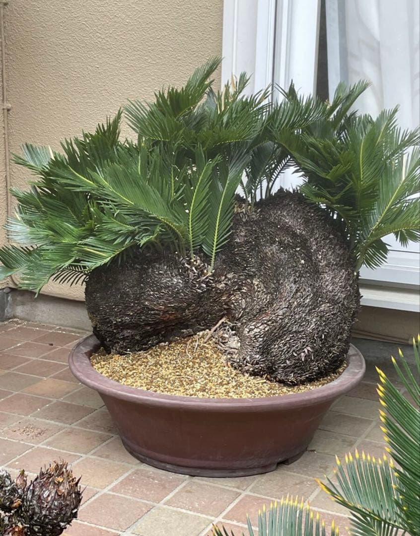 獅子ソテツ