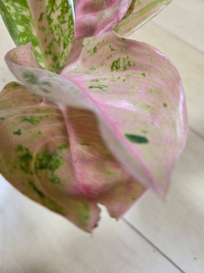 セール　アグラオネマ　エメラルド　ピンクローズ　観葉植物