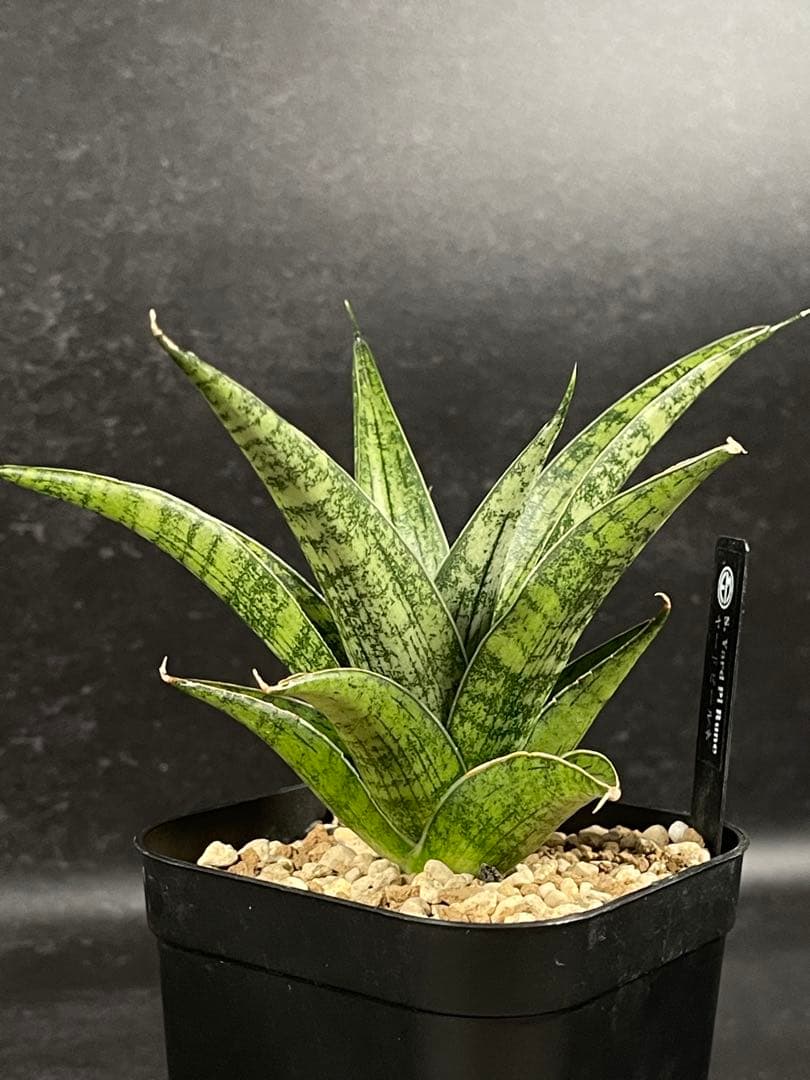 EMP サンセベリア Yard Pi Rune / SA389