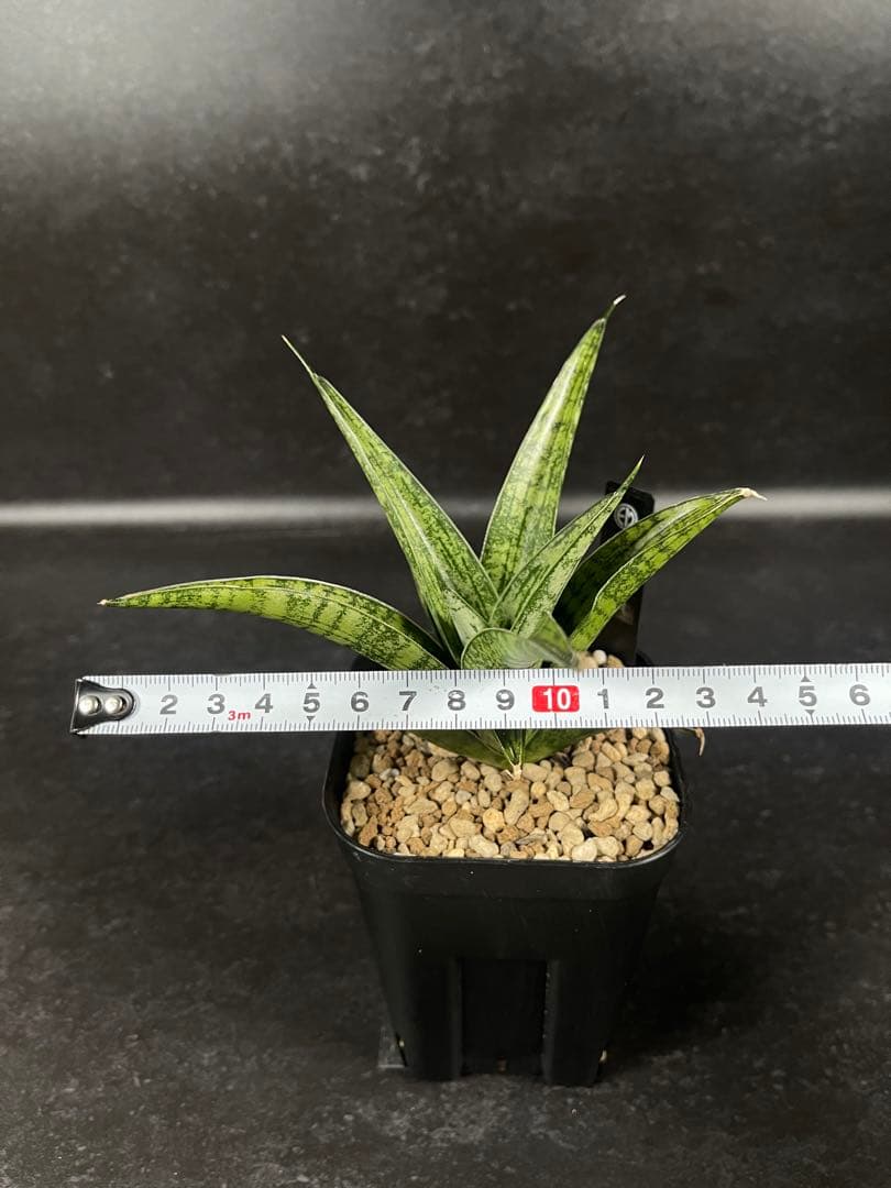 EMP サンセベリア Yard Pi Rune / SA389