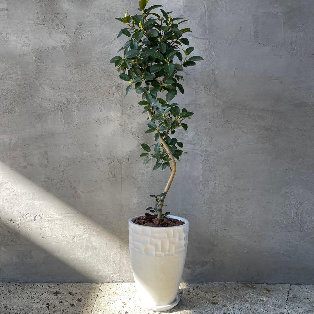 大型　フランスゴムの木　螺旋仕立て　陶器鉢　植え込み発送