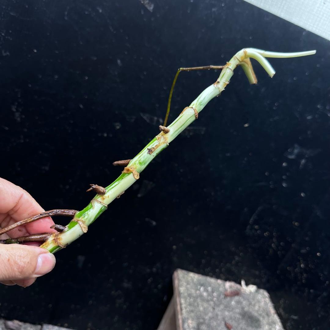 く*ま様 斑入りモンステラホワイトタイガー大茎7株おまとめ