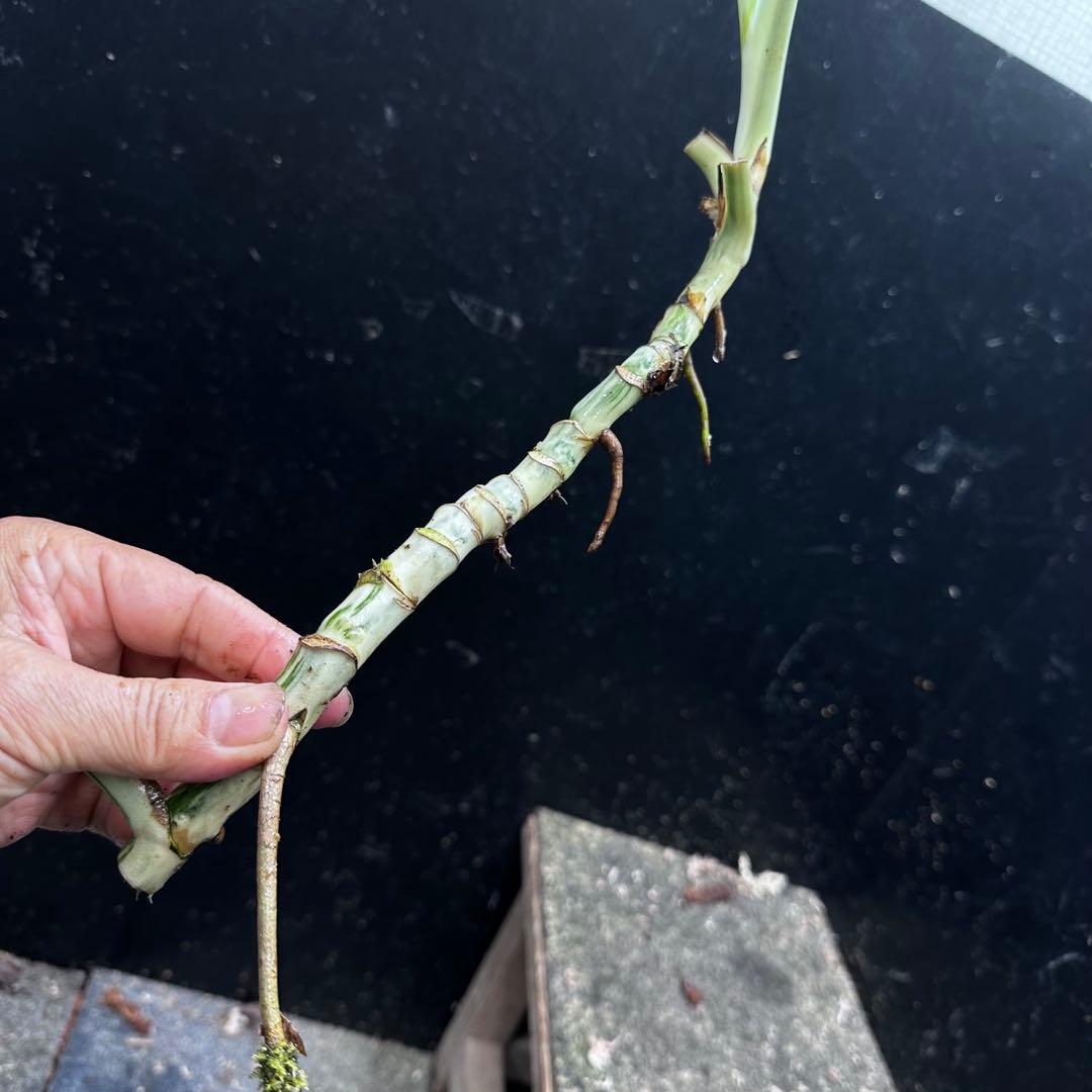 く*ま様 斑入りモンステラホワイトタイガー大茎7株おまとめ