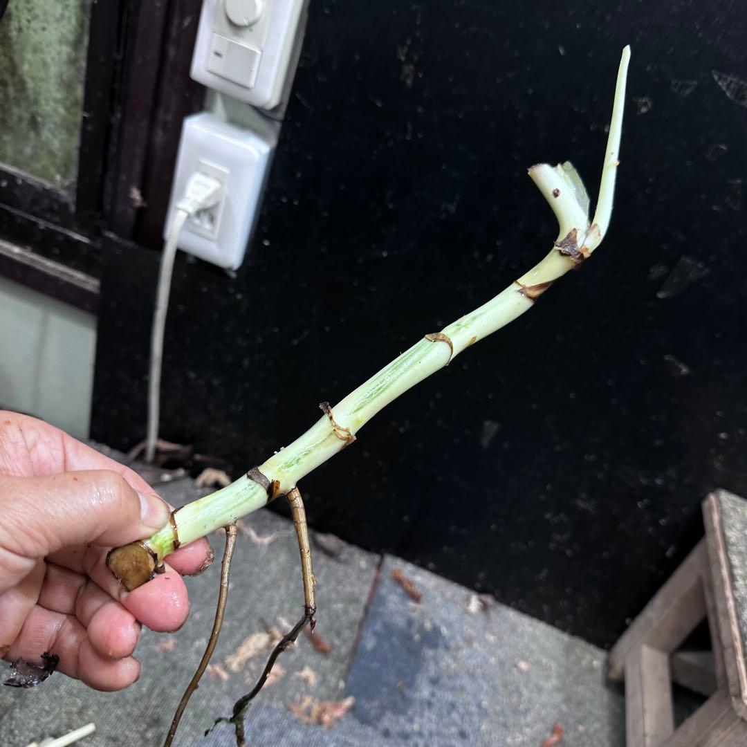 く*ま様 斑入りモンステラホワイトタイガー大茎7株おまとめ