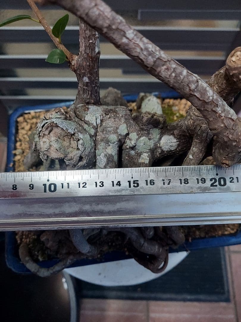 がじゅまる盆栽　盆栽育成中‼️