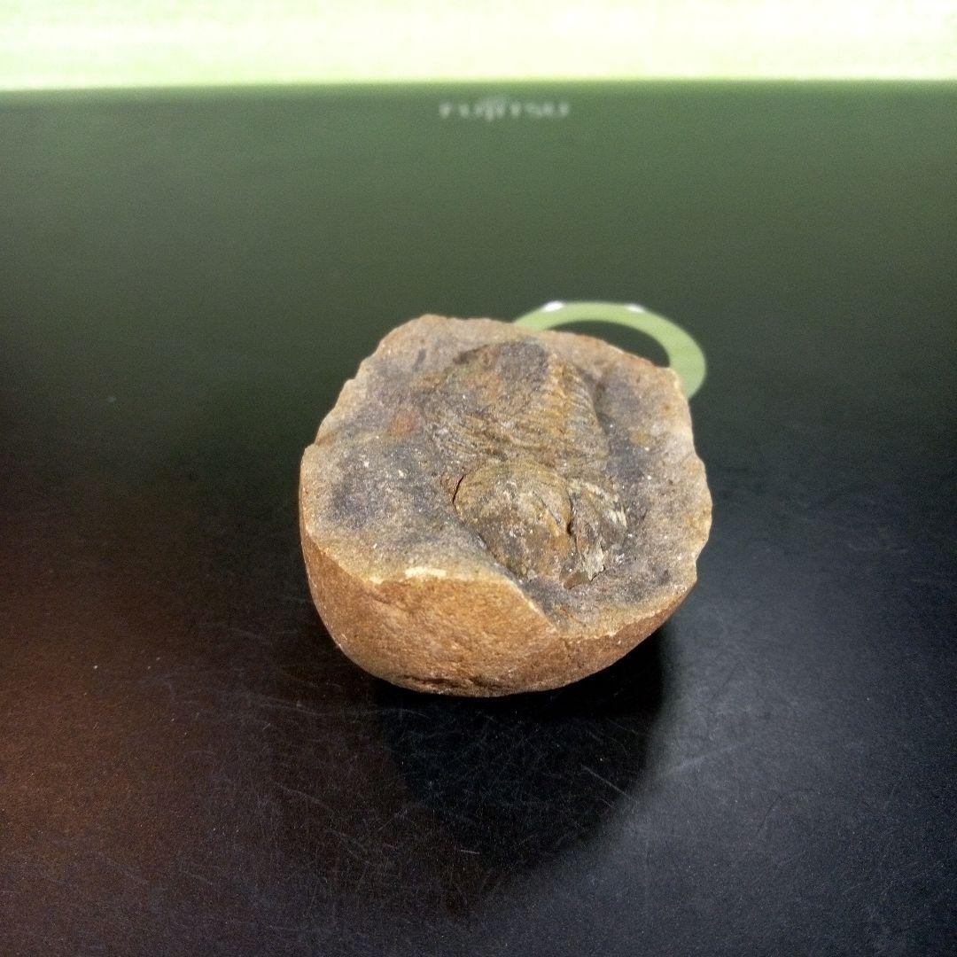 三葉虫　化石　fossil　ボリビア産　trilobite　三葉虫判別③