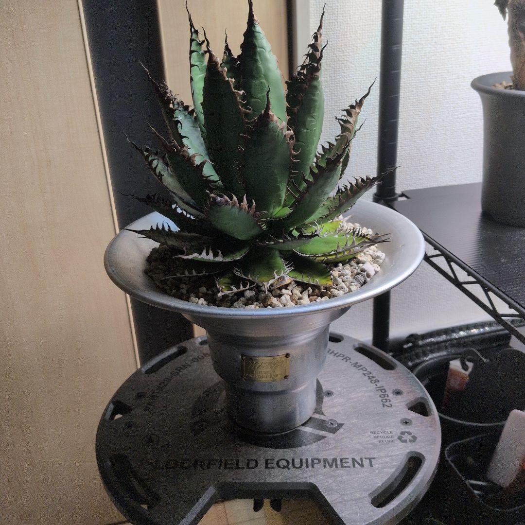 CACTUS GREEN strong spine ホリダ