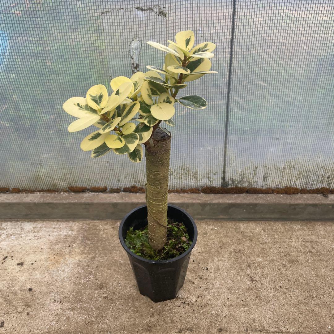 パンダガジュマル　斑入り　希少　３.5号