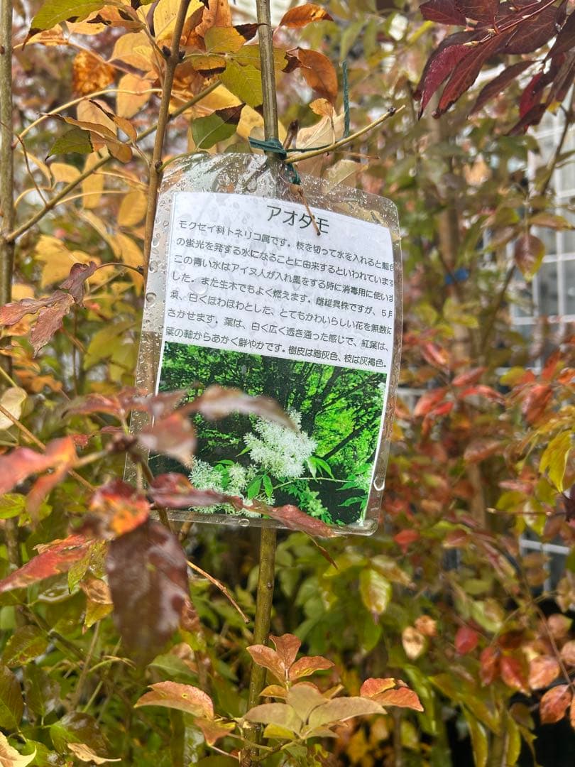 人気樹木　アオダモC　高さ約1.4m 株立ち　お値打ち