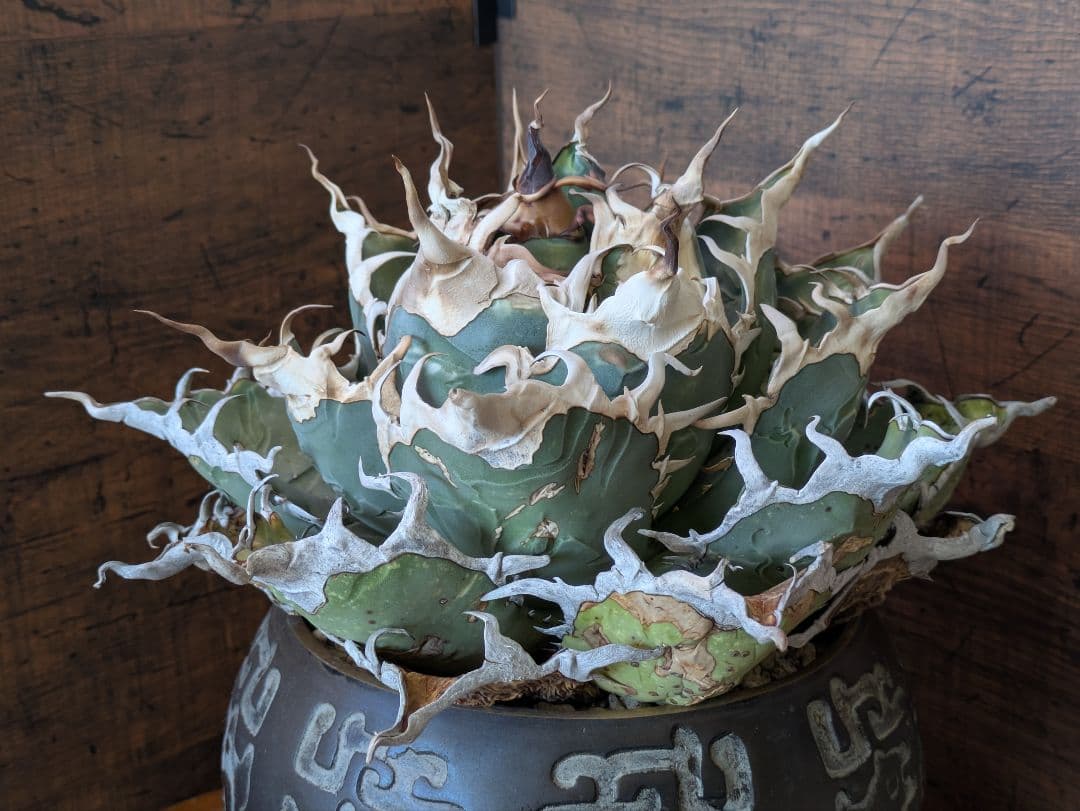 【ワイルド】オアハカ オテロイ 大株