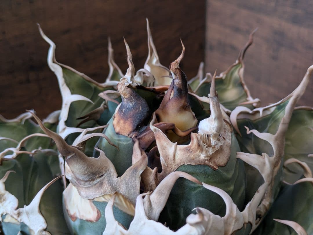 【ワイルド】オアハカ オテロイ 大株