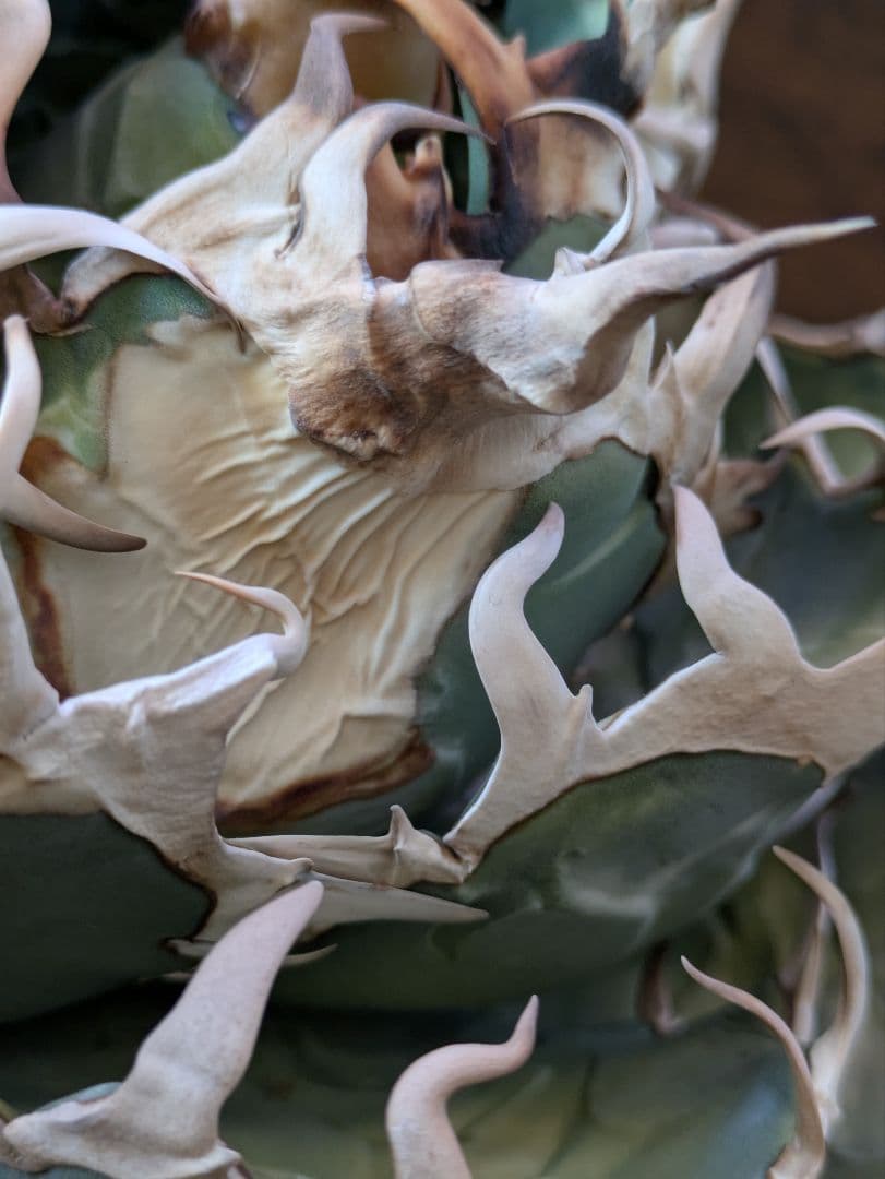 【ワイルド】オアハカ オテロイ 大株