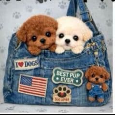 ☆受付☆トイプードル No.A