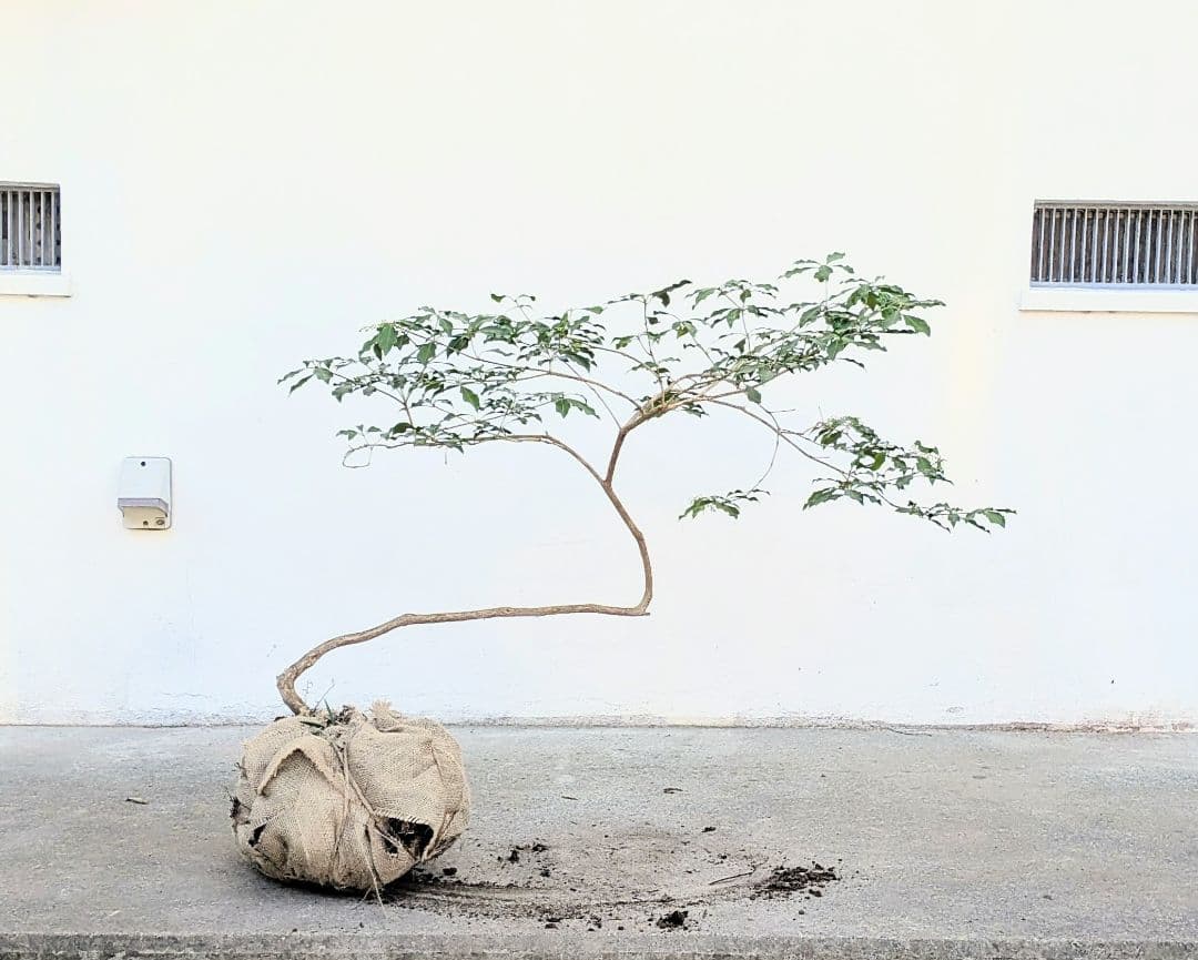 雲海。。山採りアセビ。