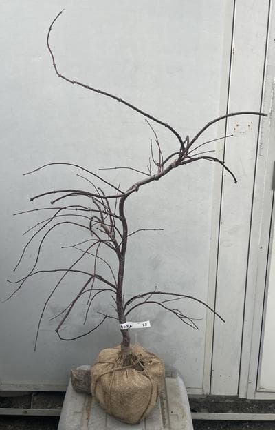 《現品》赤枝垂れ紅葉（アカシダレモミジ）樹高1.0ｍ（根鉢含まず）48【苗木】