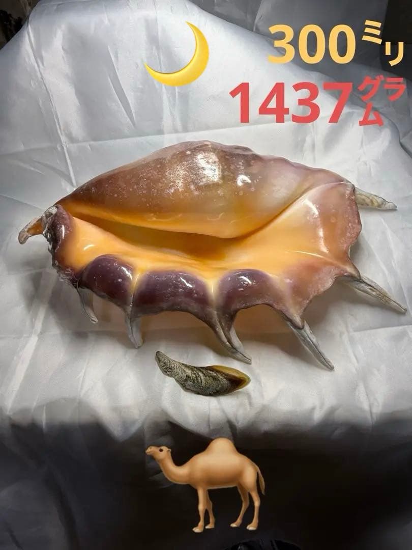 貝殻(沖縄の青い海の宝)ラクダガイ