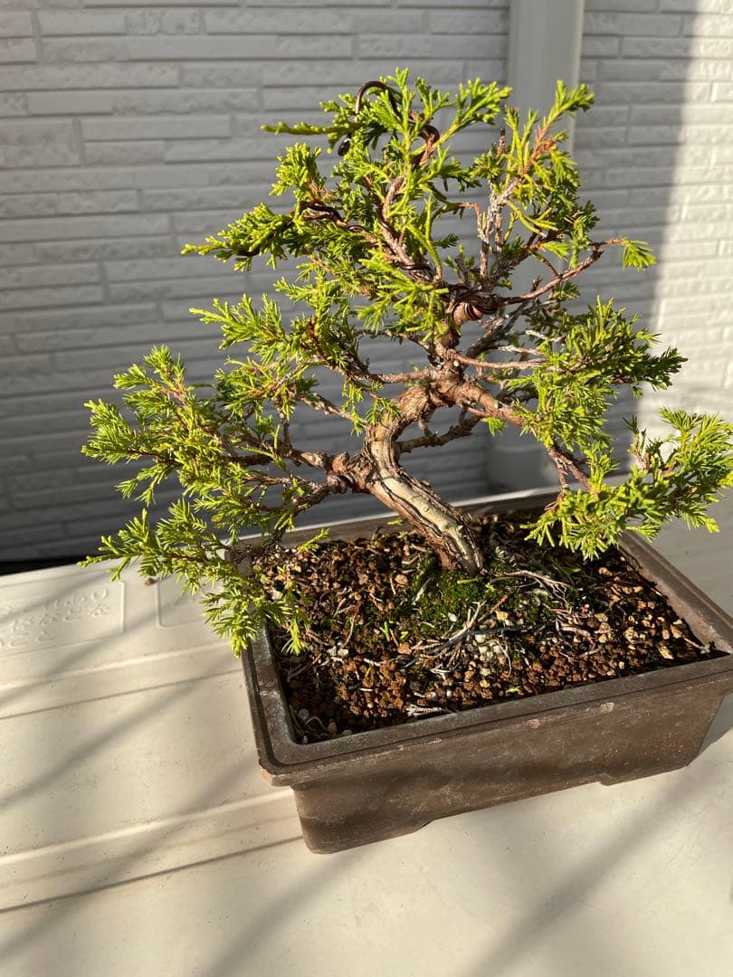 糸魚川真柏　盆栽