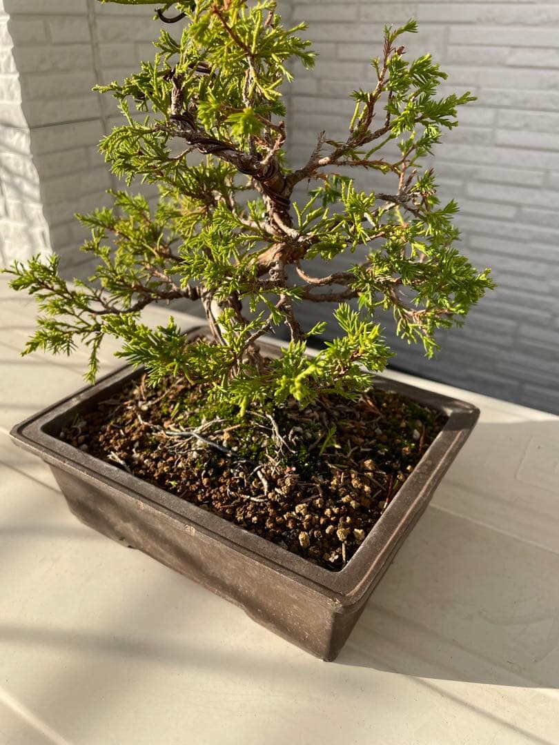 糸魚川真柏　盆栽