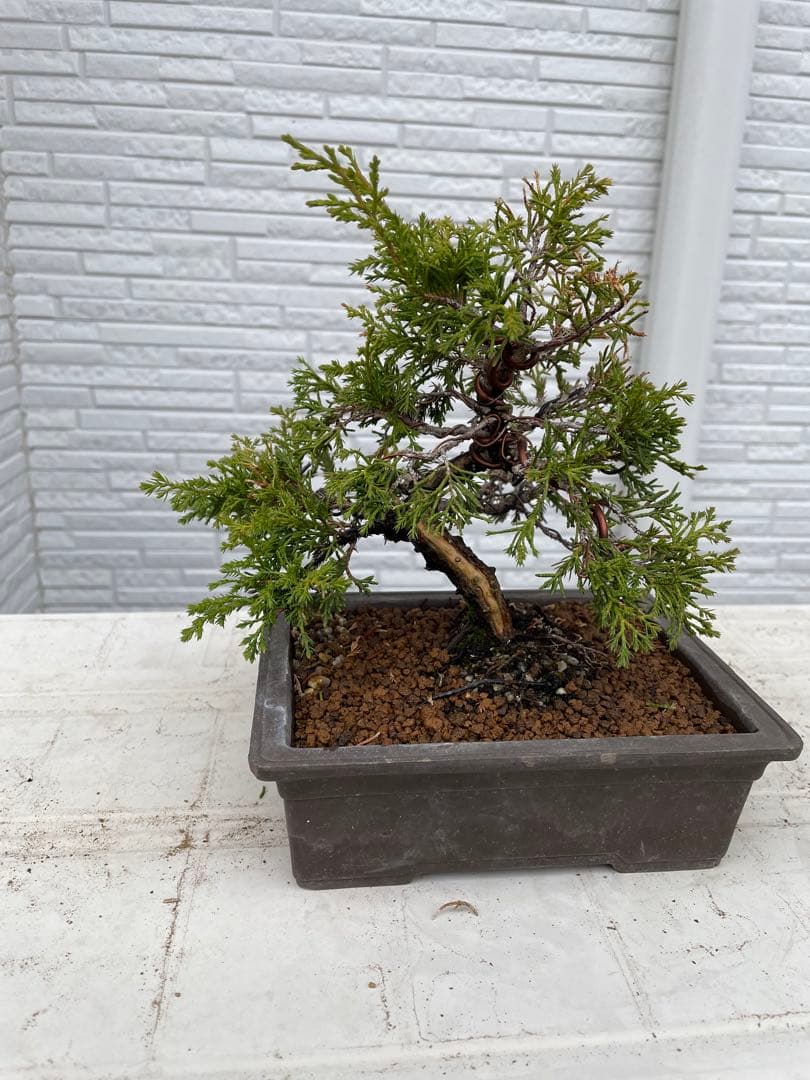 糸魚川真柏　盆栽