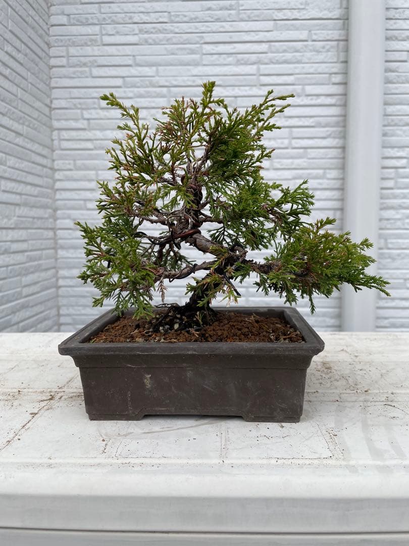 糸魚川真柏　盆栽