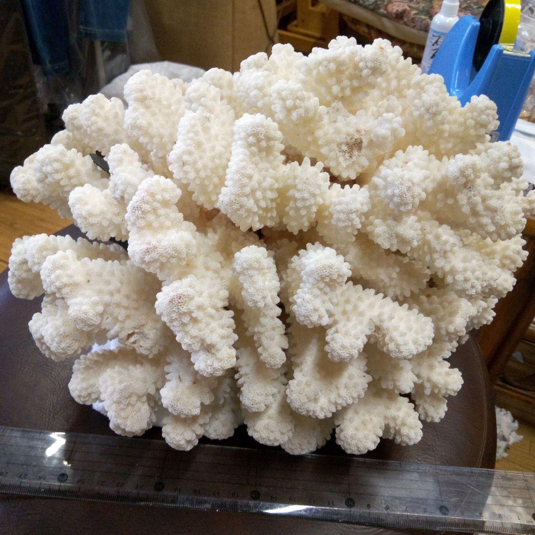 珊瑚30cm