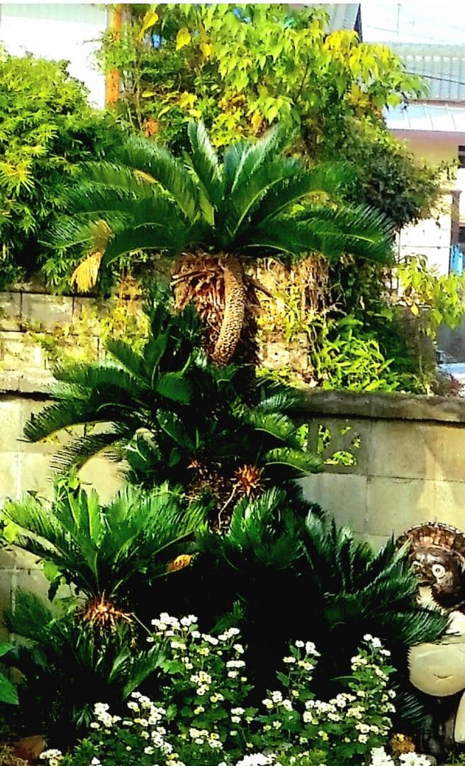 蘇鉄　大小3本