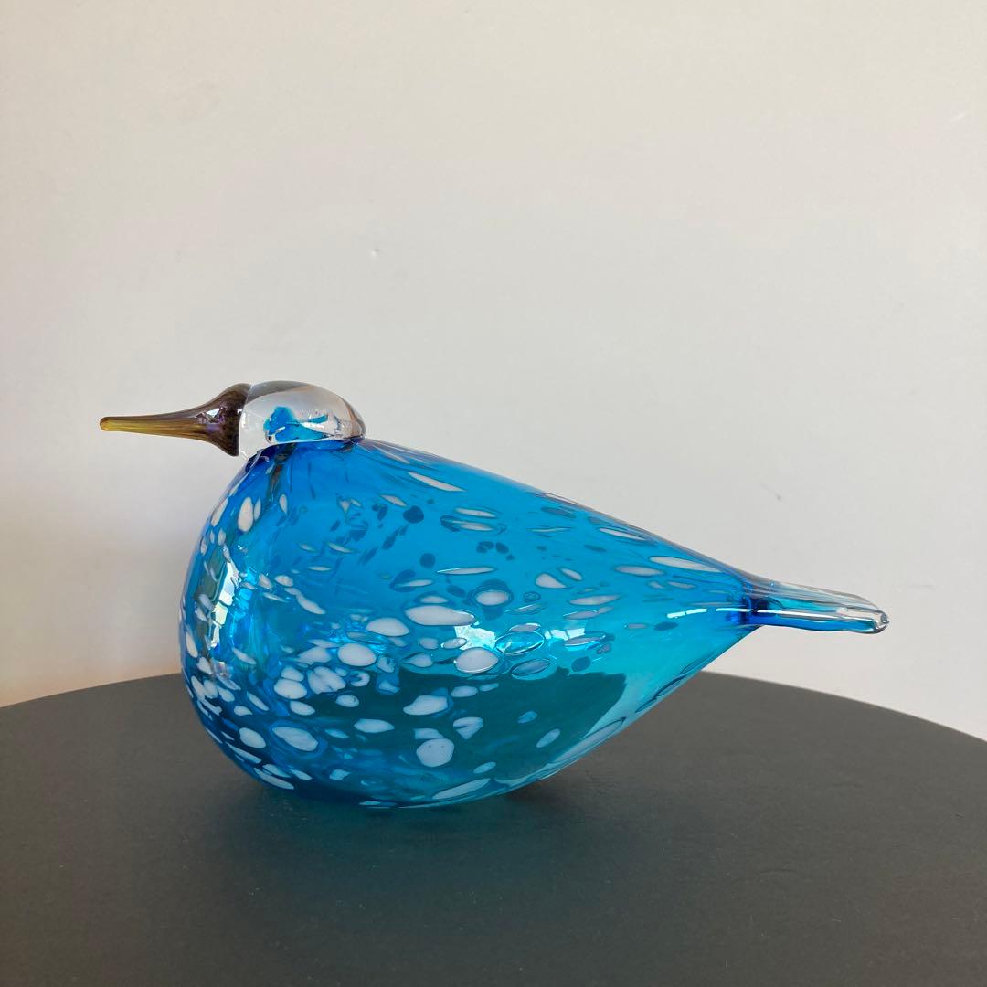 イッタラバード　ブルーフィンチ　blue finch ③