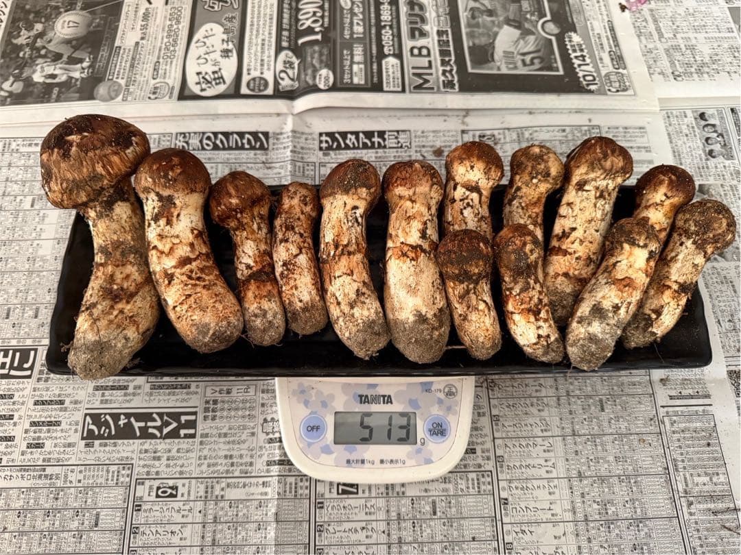 松茸　北海道　500g 送料込　③