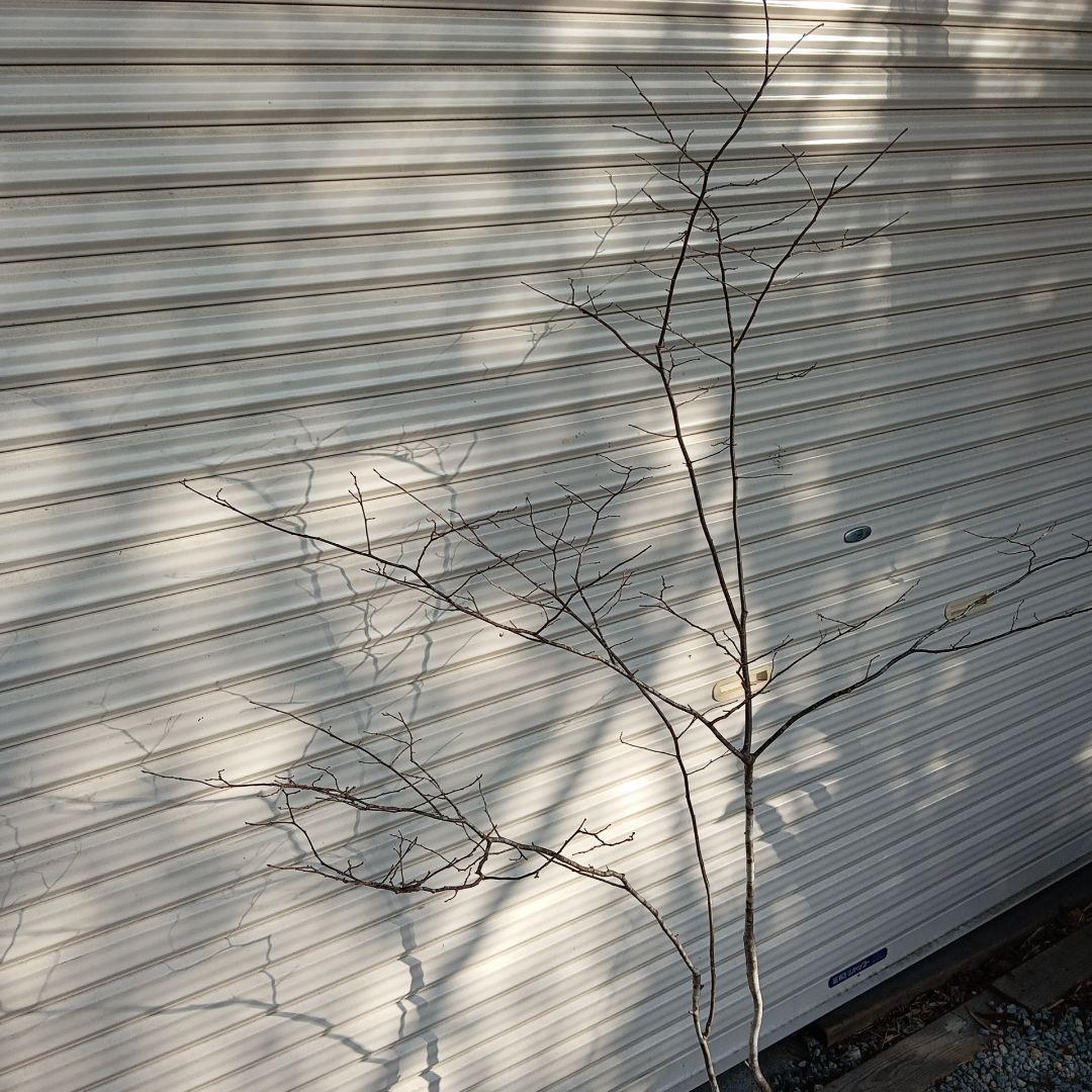 ナツハゼ　2本立ち　山採り