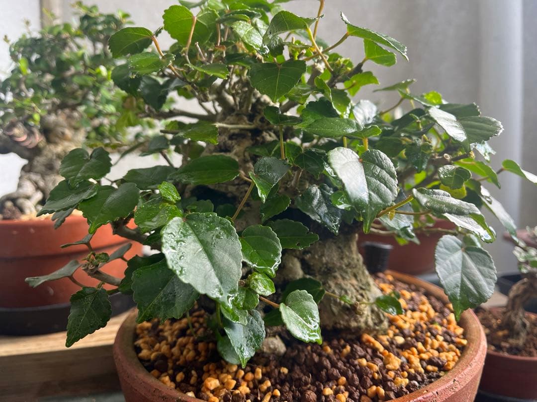 ✨✨✨オキナワオオハマボウ【◎良品素材】検/ユウナ/ハート葉happy♪