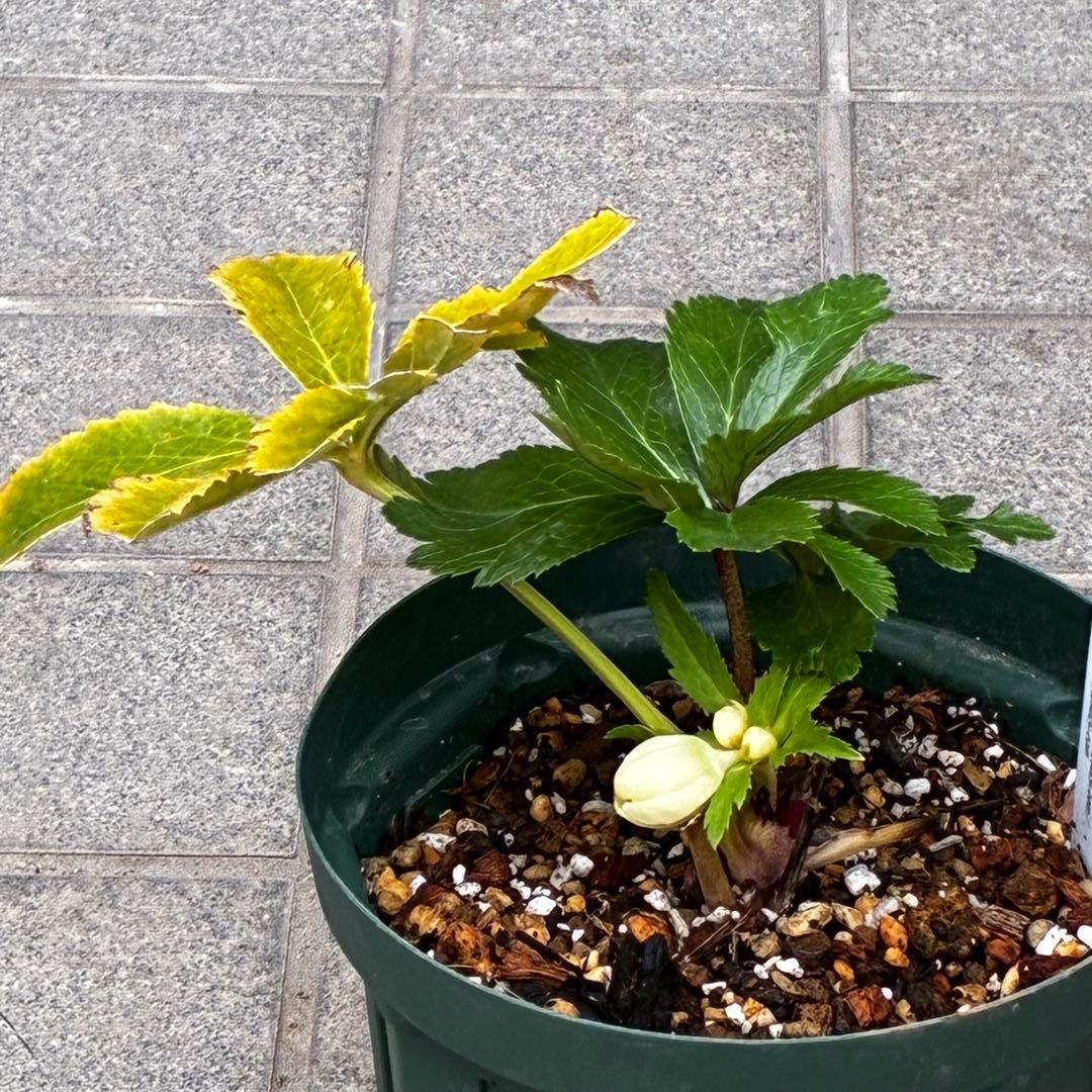 b*o様 3472☘️蕾タグ付☘️SD⭐️マリエ⭐️超小〜小輪カップ⭐️オーレア