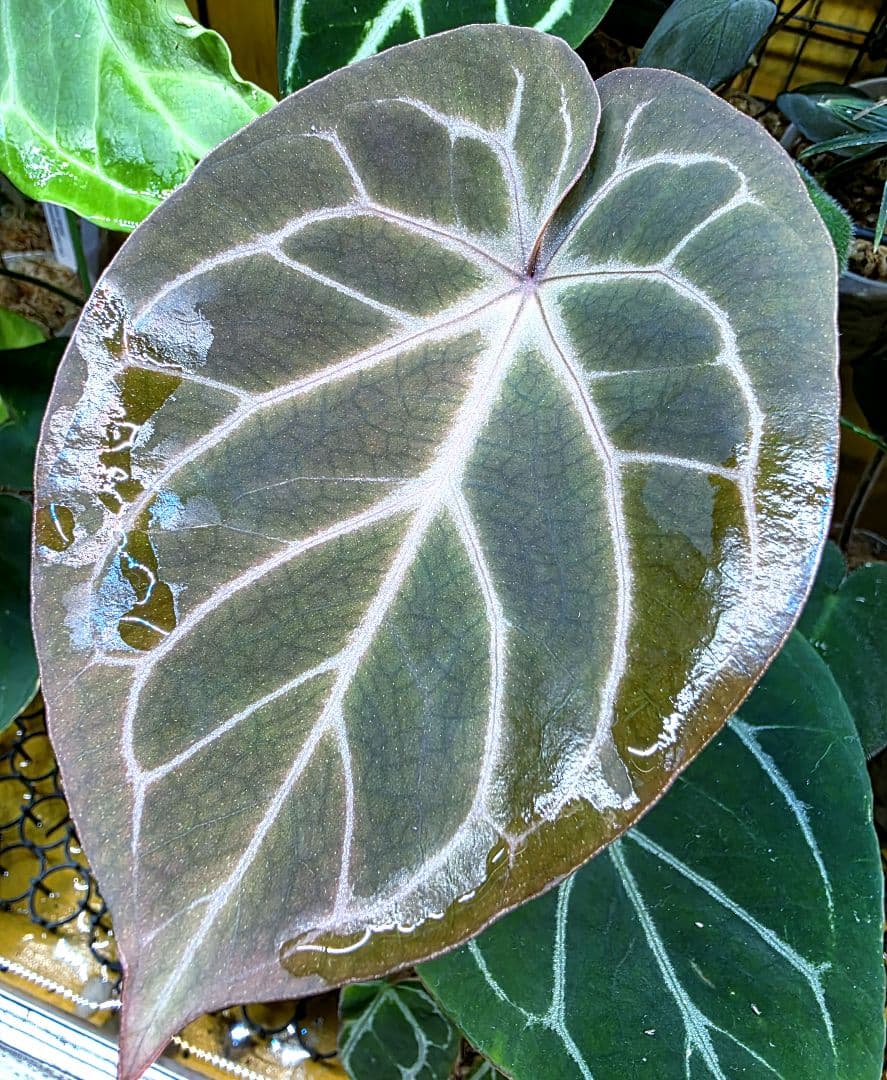 熱帯植物‼️超ラメ脈‼️　アンスリウム　キング オブ スペード　HU