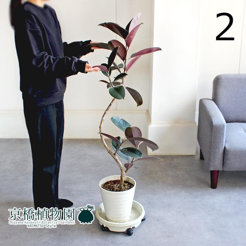 【現品】フィカス・バーガンディ/ブラックフィカス　曲がり　7号　白鉢（2）