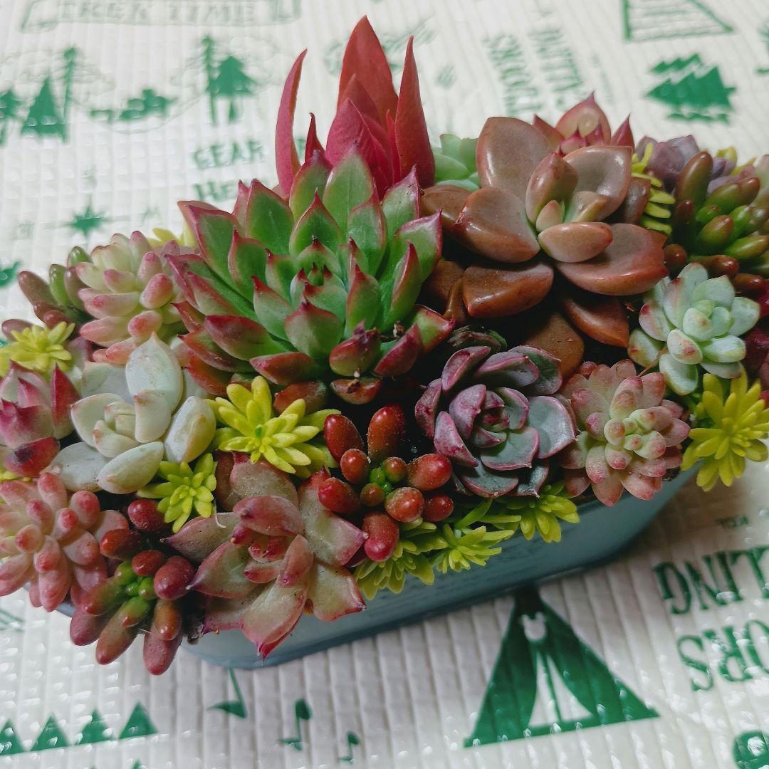 多肉植物　モリモリ寄せ植え　そのまま飾れる　小苗