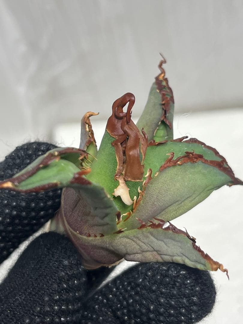 アガベ　チタノタ　タランチュラ　イラン株　③