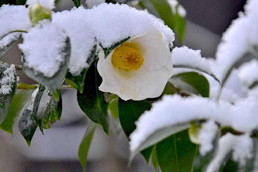 ヴィオレッタ様現品限り春色　白椿色のピアス　14kgf