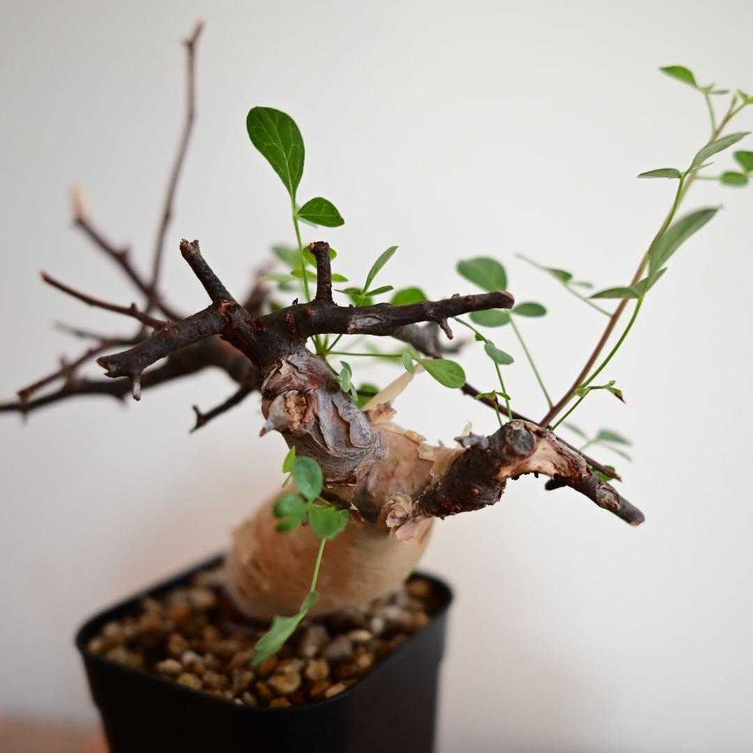 コミフォラ 極小ピュアカタフ ソマリア産