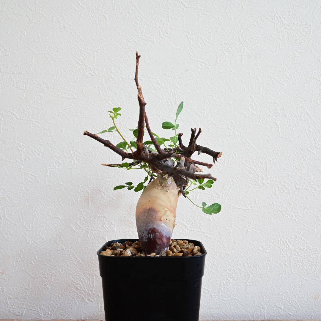 コミフォラ 極小ピュアカタフ ソマリア産