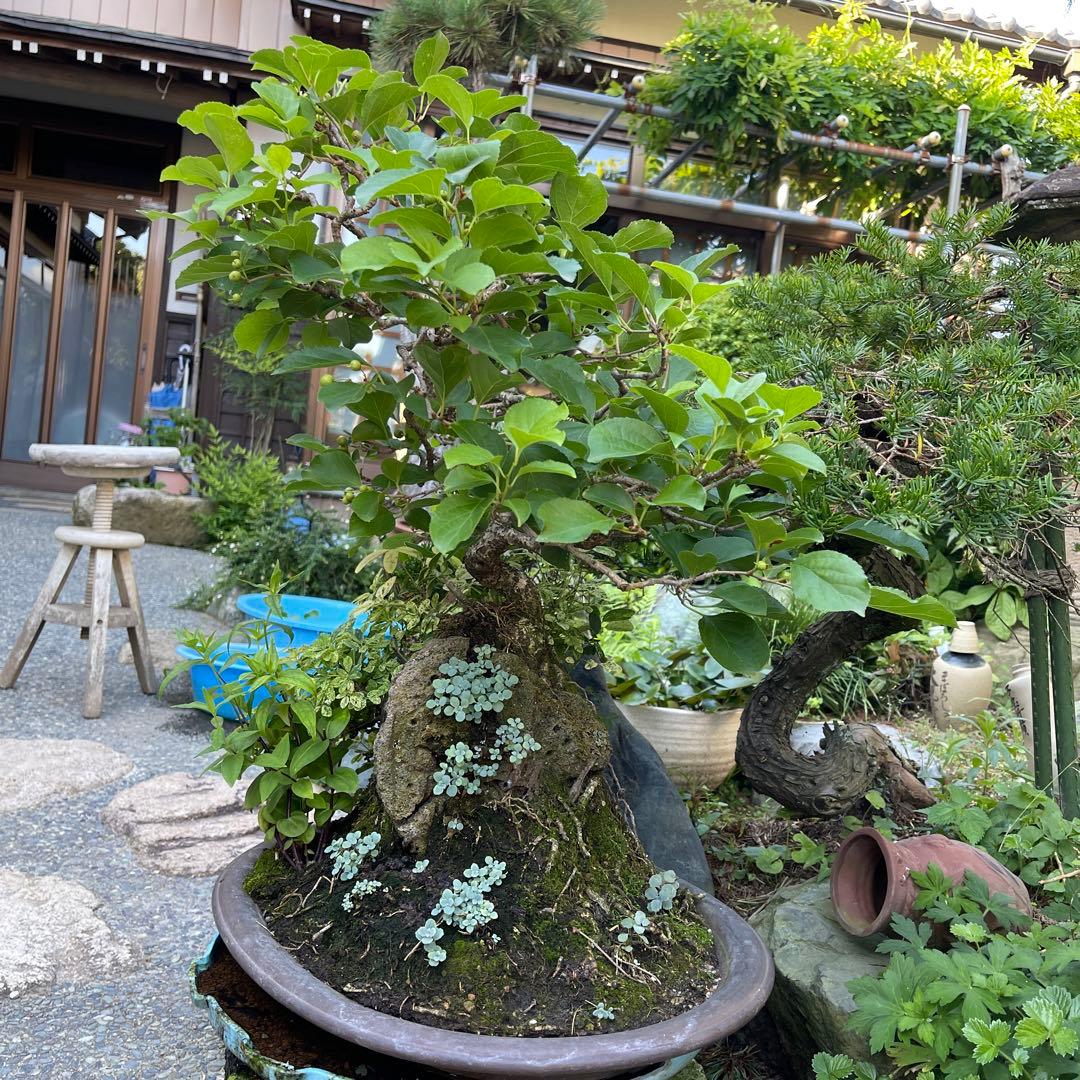 イシヅキウメモドキ