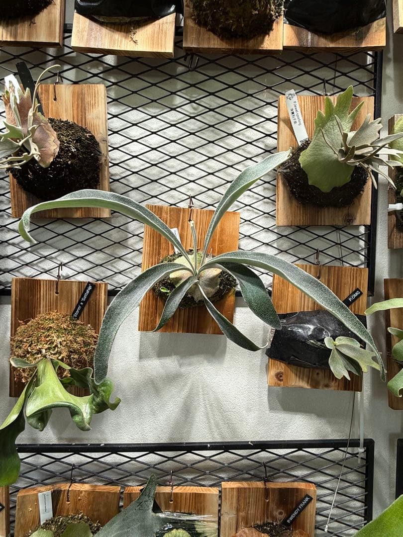 ビカクシダ P.veitchii cv Auburn  spor