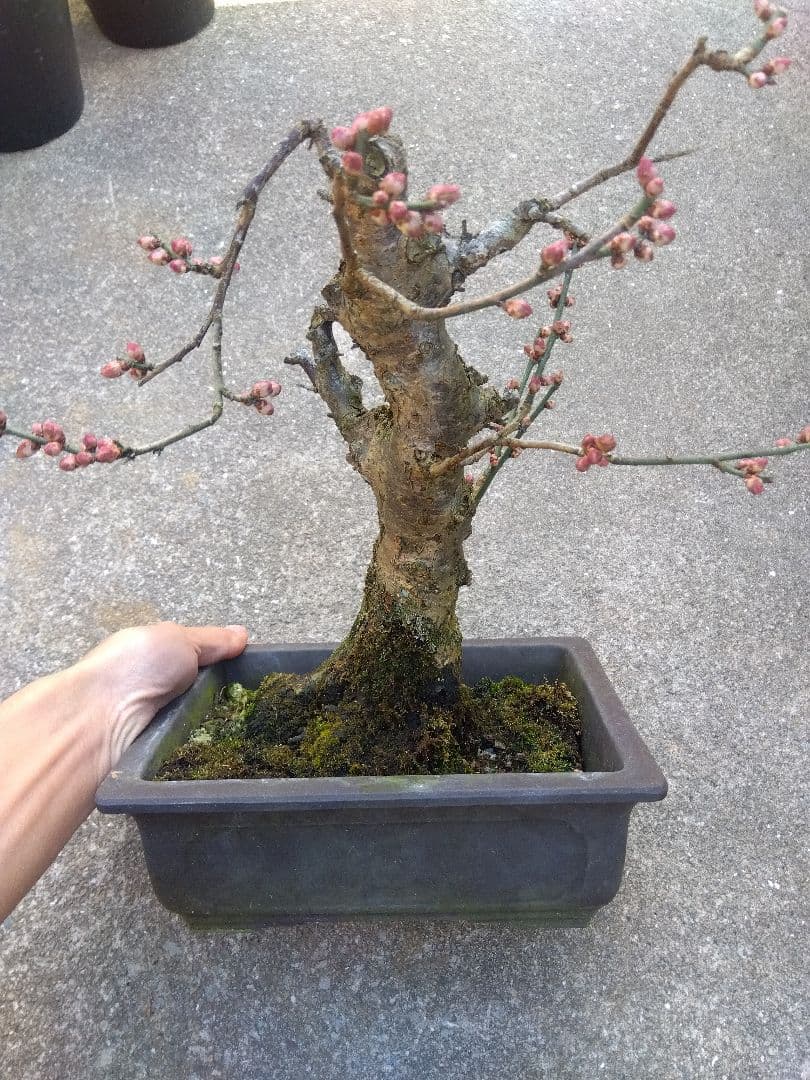 梅　盆栽　７号　古木❗　さ
