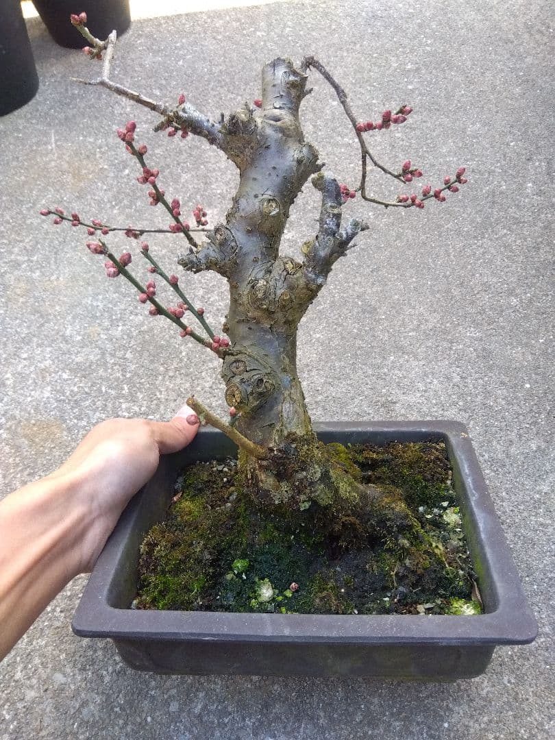梅　盆栽　７号　古木❗　さ