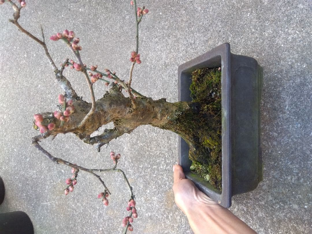 梅　盆栽　７号　古木❗　さ