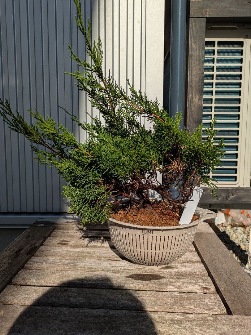 盆栽素材　真柏5 成長中♥